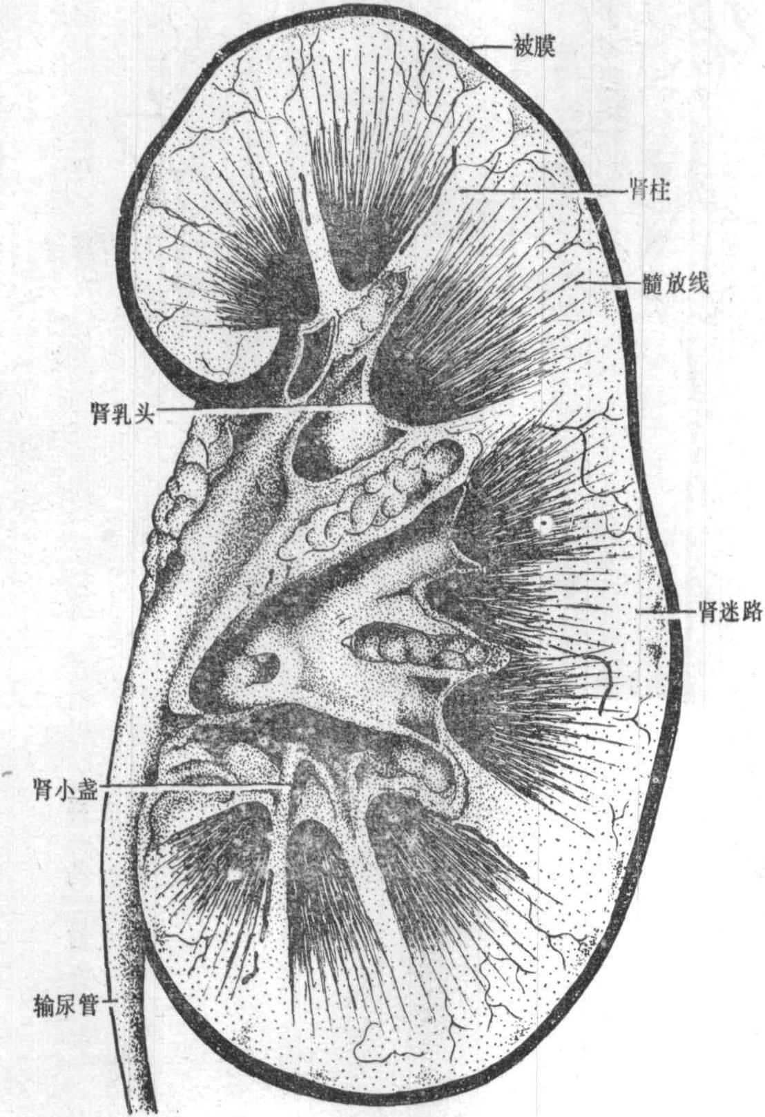 图10～1 肾纵剖面(大体结构)